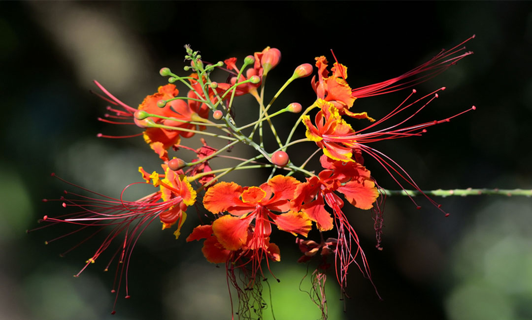 昌平花帮主百科词条创建案例